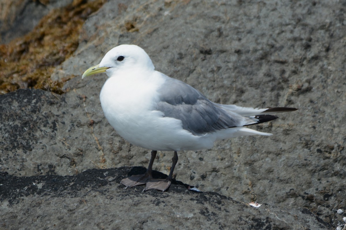 Mouette tridactyle - ML622653816