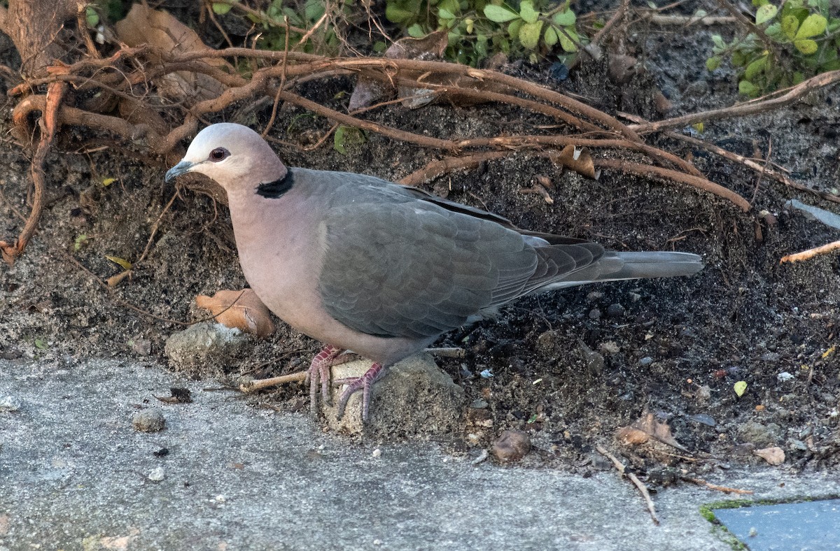 Red-eyed Dove - Jack Bucknall