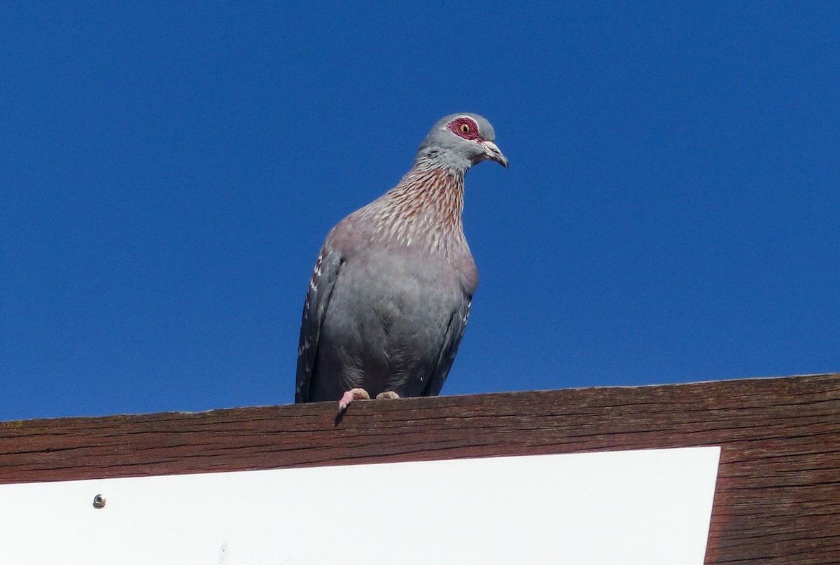 Speckled Pigeon - ML622653842