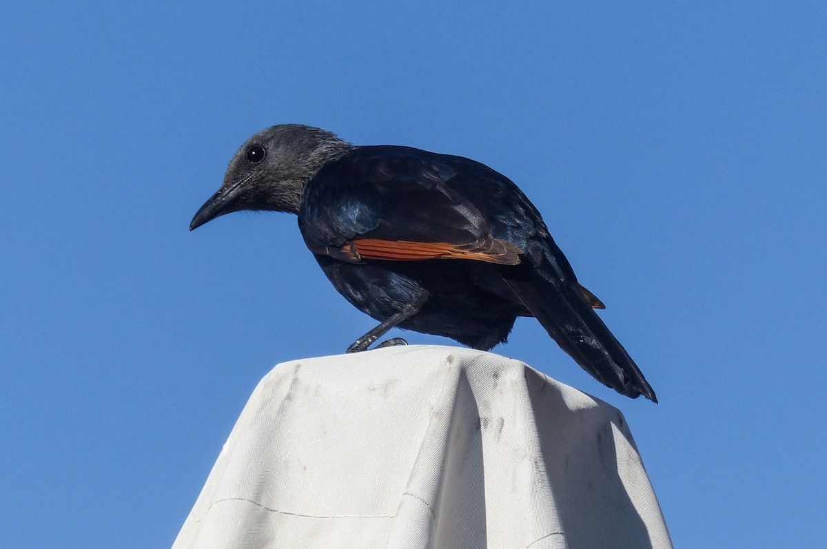 Red-winged Starling - ML622653844