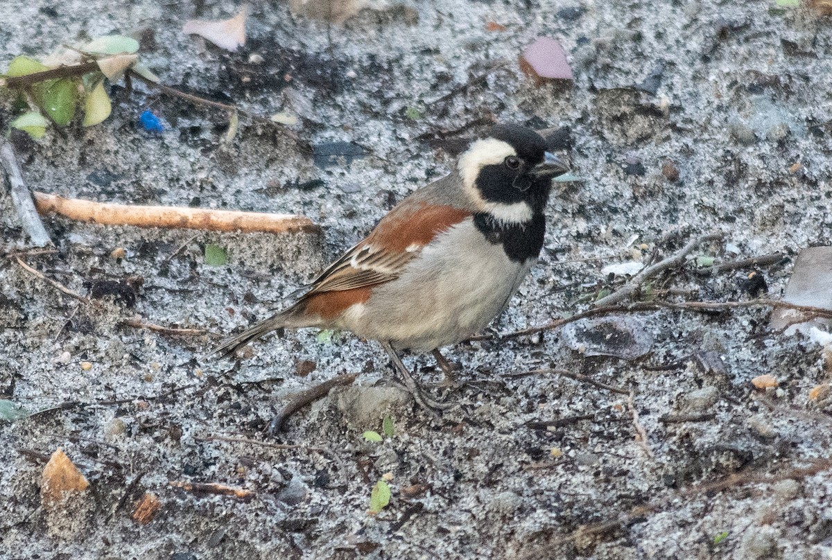 Cape Sparrow - ML622653848