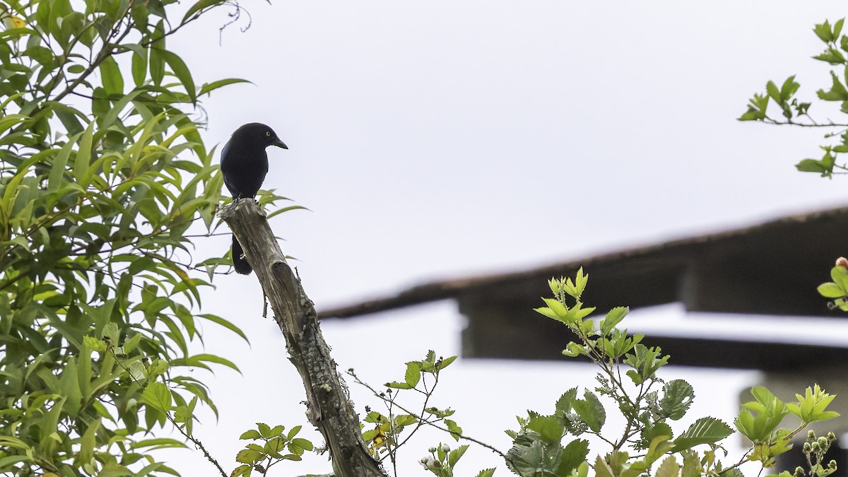 Bushy-crested Jay - ML622653918