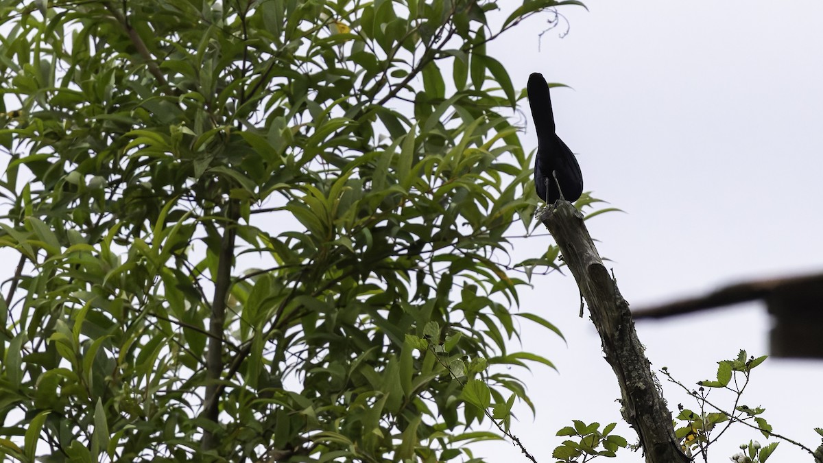 Bushy-crested Jay - ML622653919