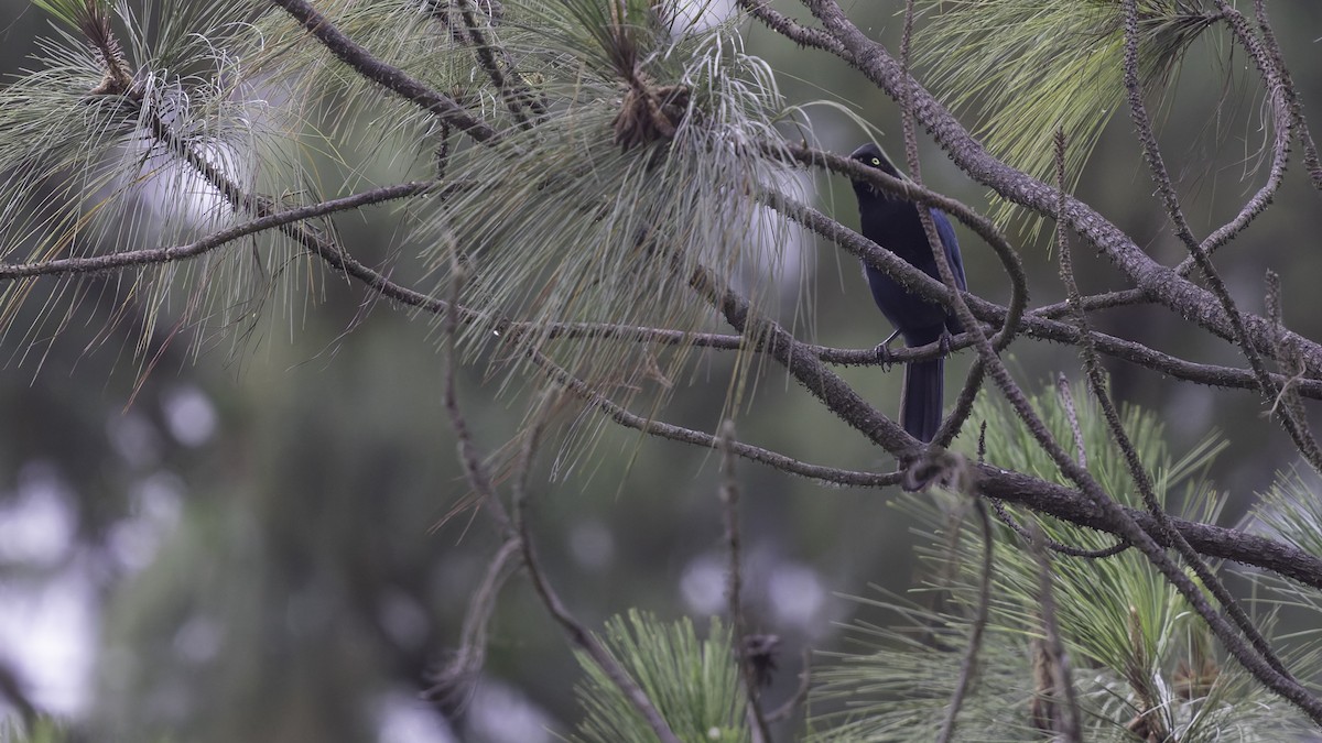 Bushy-crested Jay - Robert Tizard