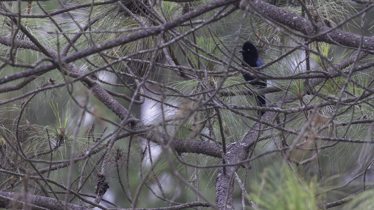 Bushy-crested Jay - ML622653921