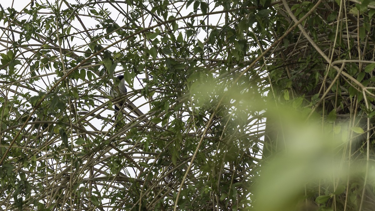 Blue-and-white Mockingbird - ML622653928