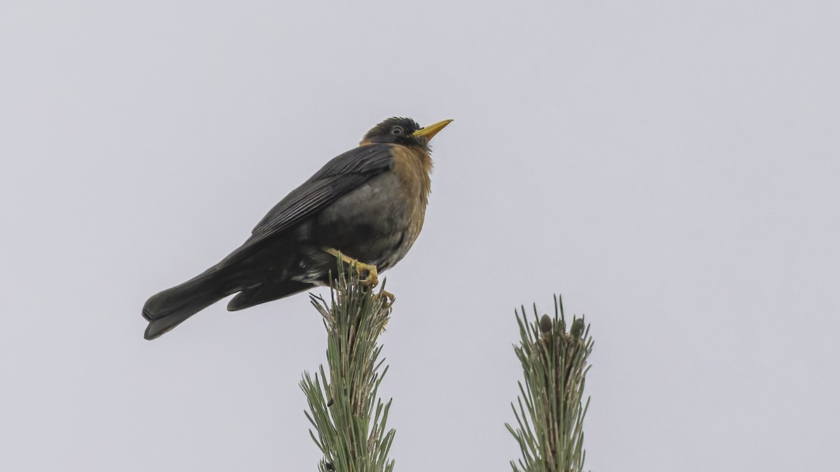 Rufous-collared Robin - ML622653934