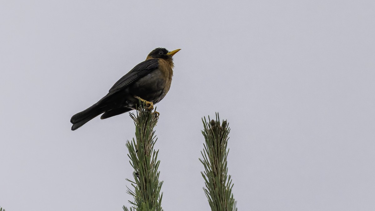 Rufous-collared Robin - ML622653938