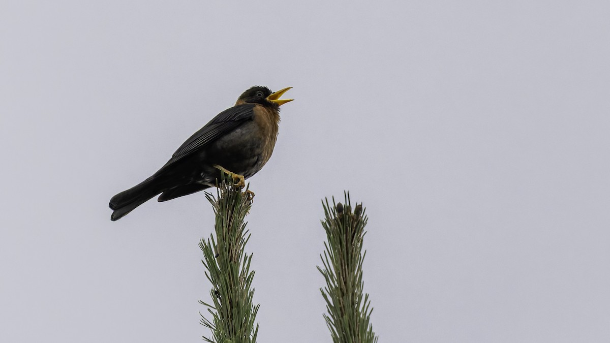 Rufous-collared Robin - ML622653940