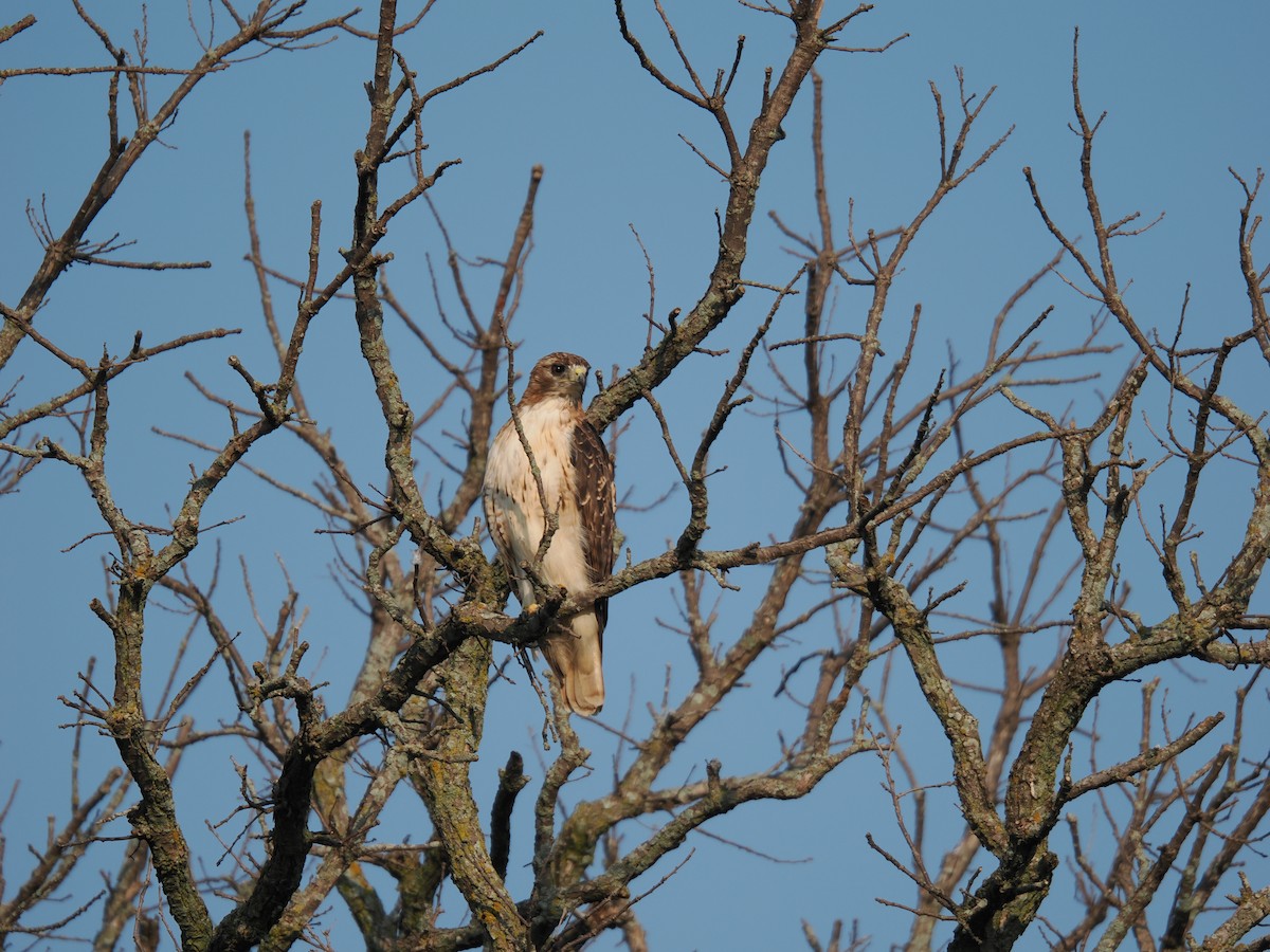 káně rudochvostá (ssp. borealis) - ML622654017