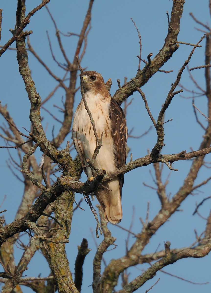 káně rudochvostá (ssp. borealis) - ML622654021