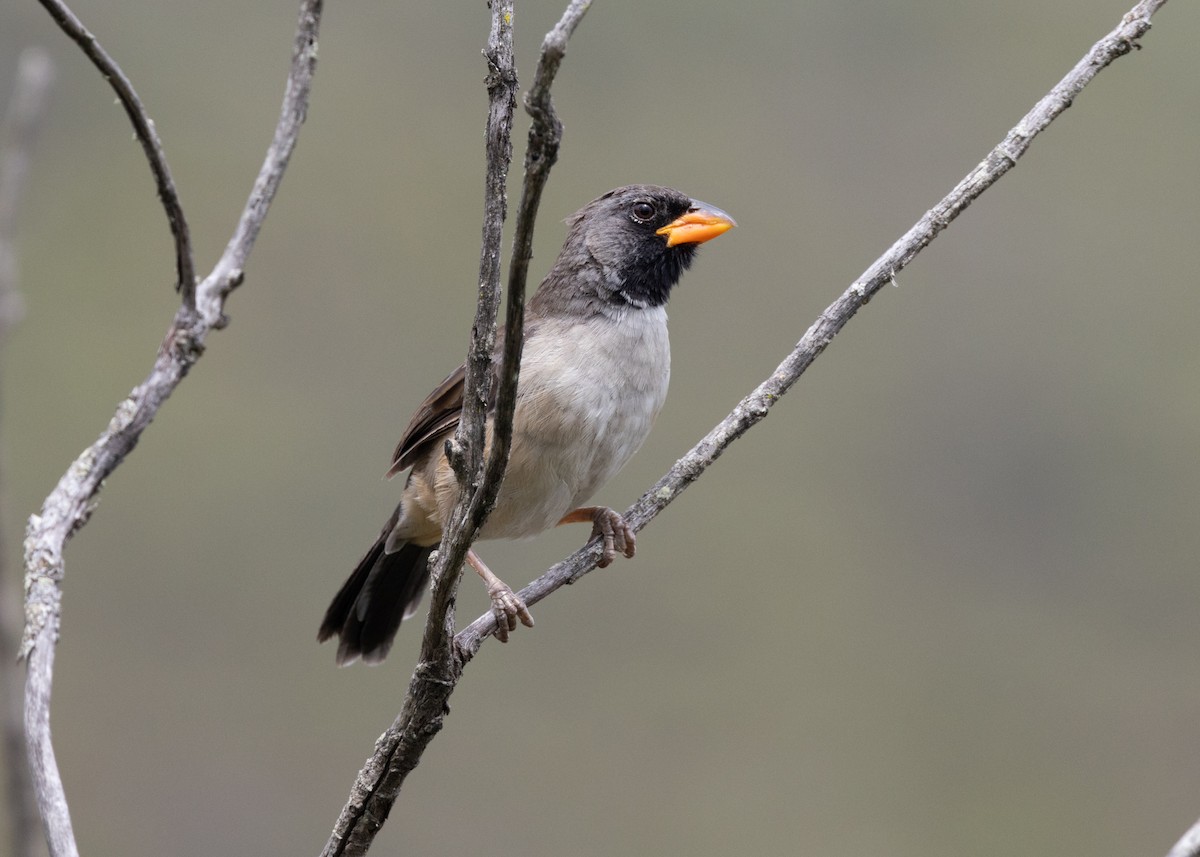 Black-throated Saltator - ML622654142