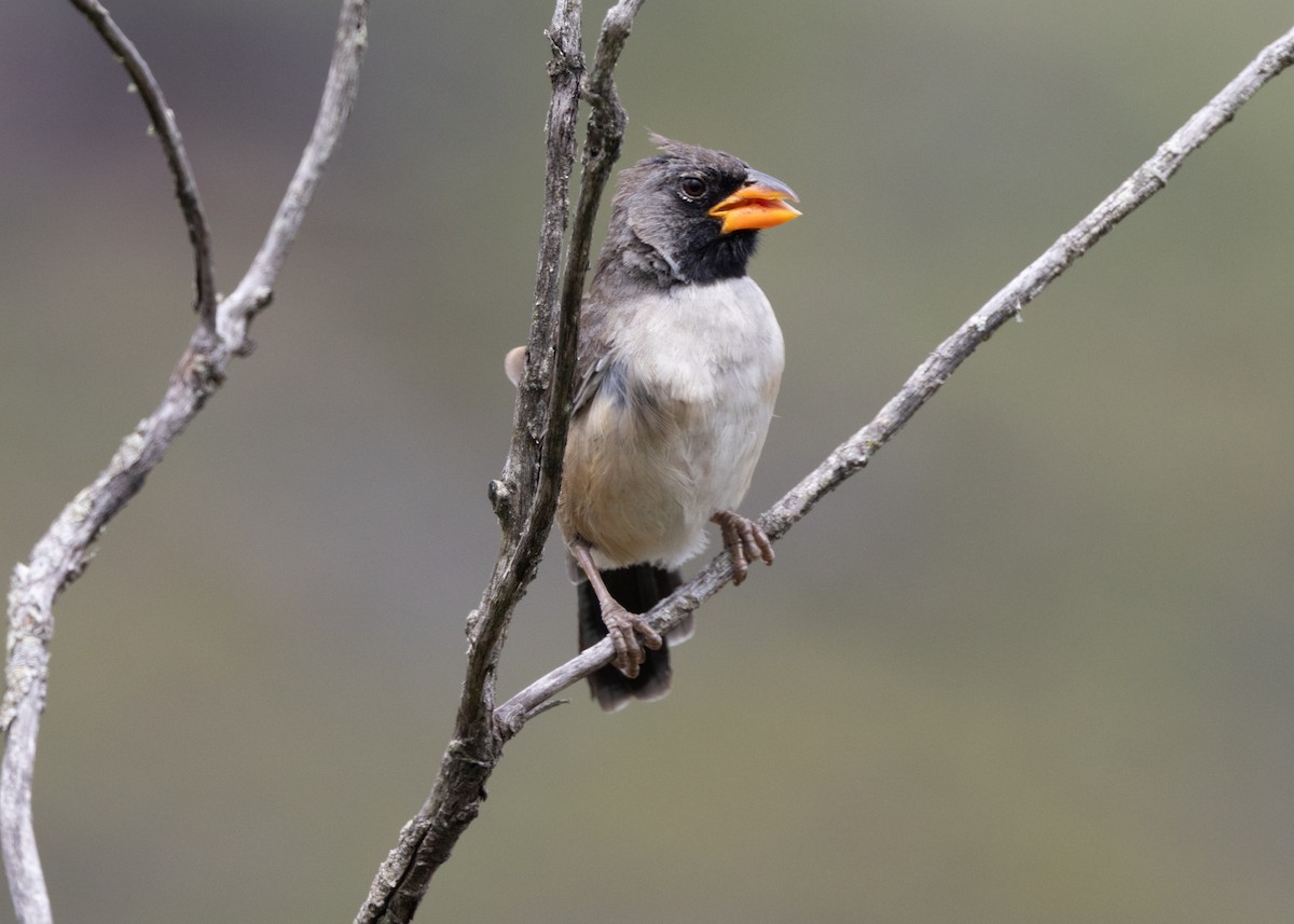 Black-throated Saltator - Silvia Faustino Linhares