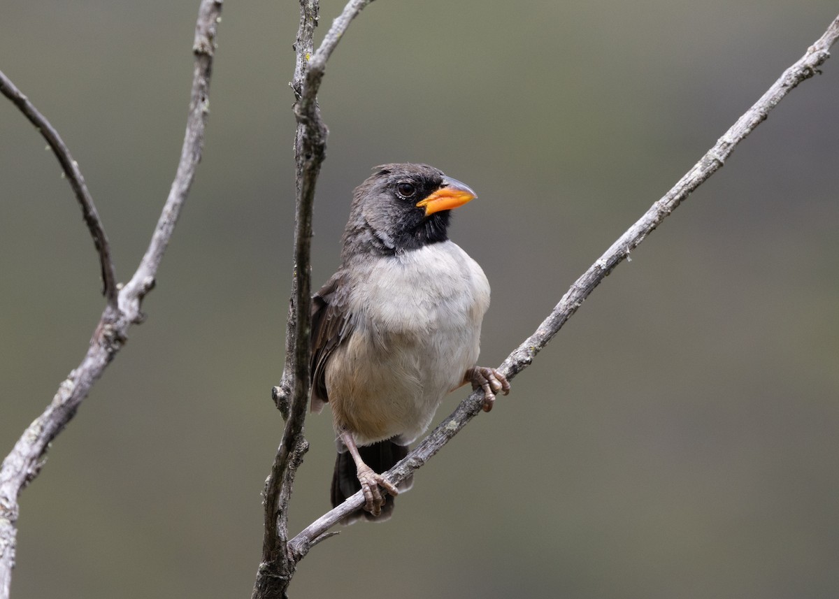 Black-throated Saltator - ML622654144