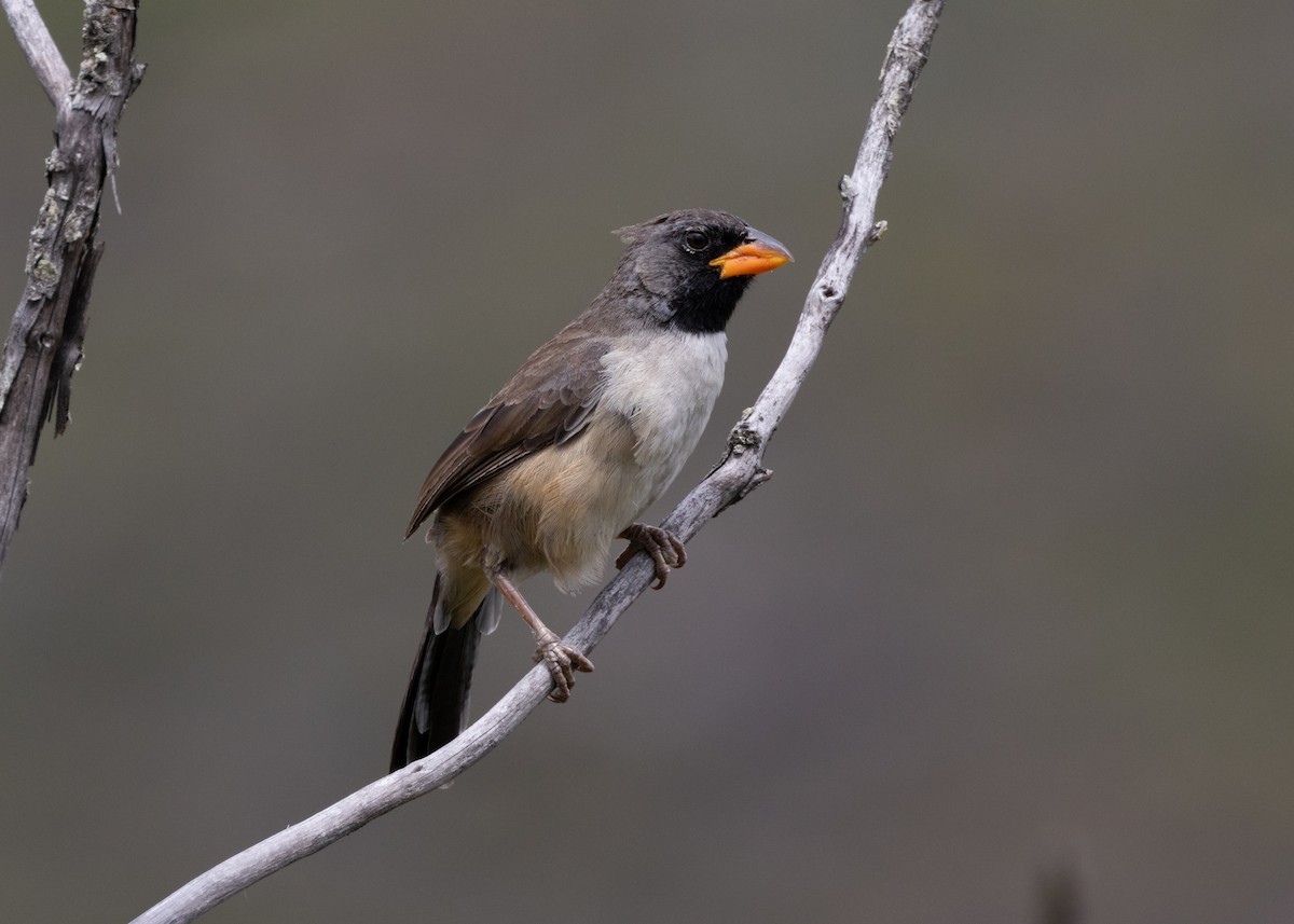 Black-throated Saltator - ML622654145