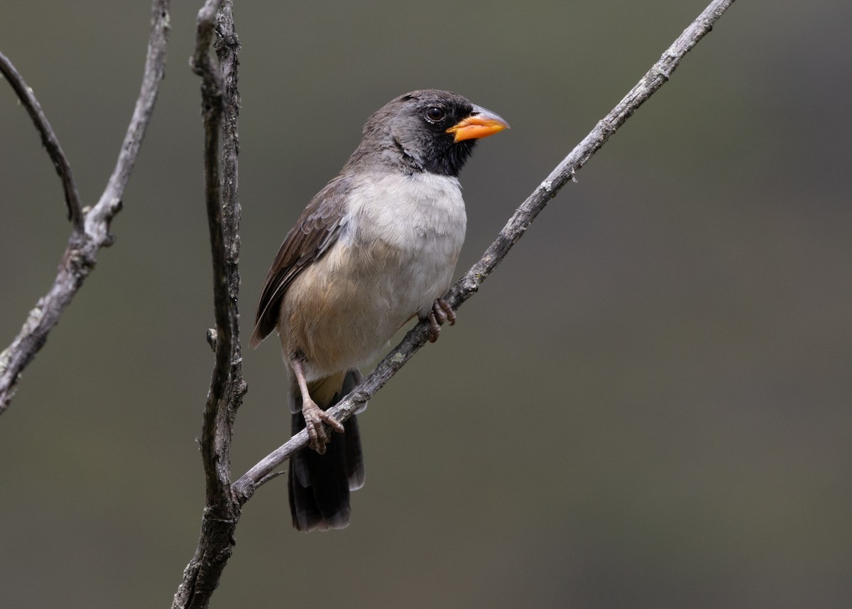 Black-throated Saltator - ML622654146