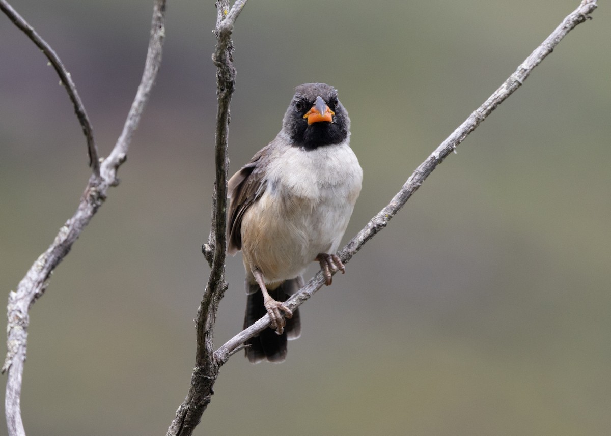 Black-throated Saltator - Silvia Faustino Linhares