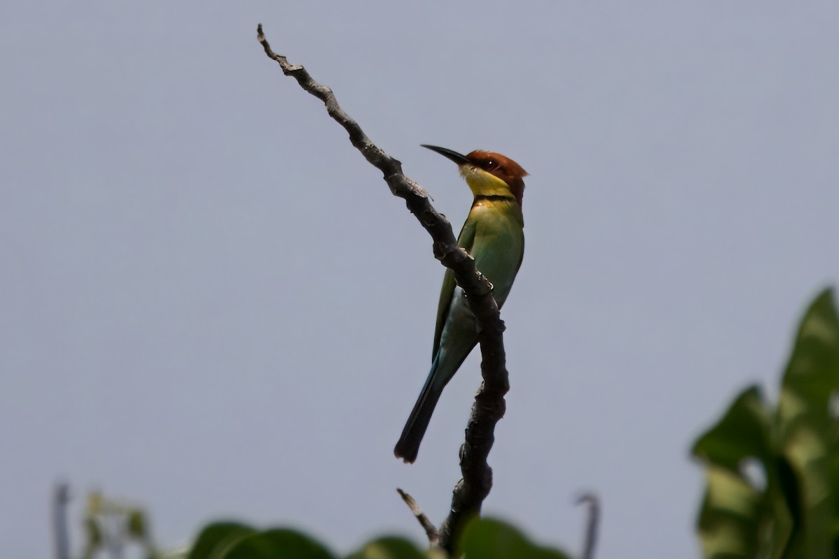 Chestnut-headed Bee-eater - ML622654252