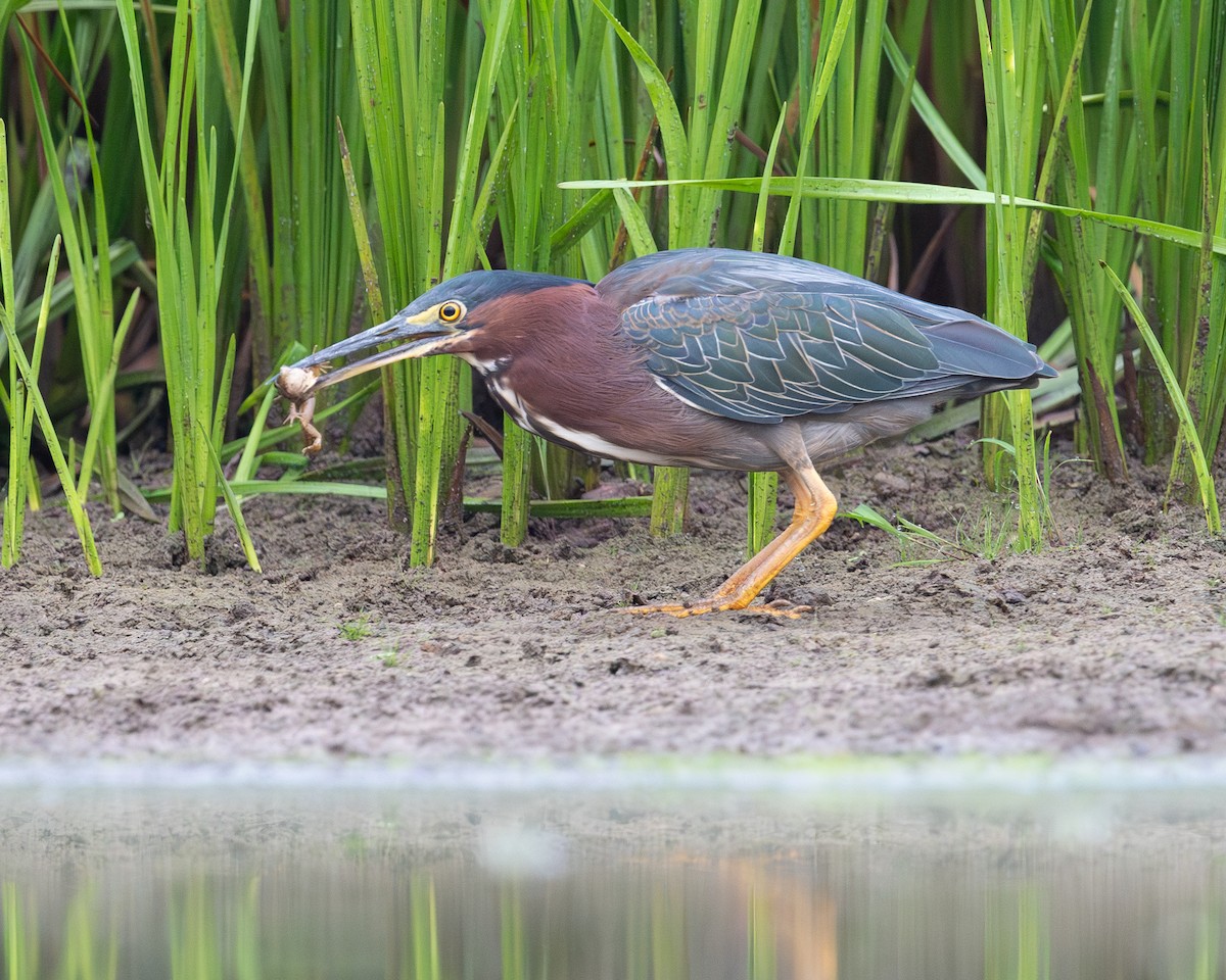 Green Heron - Thomas Judd