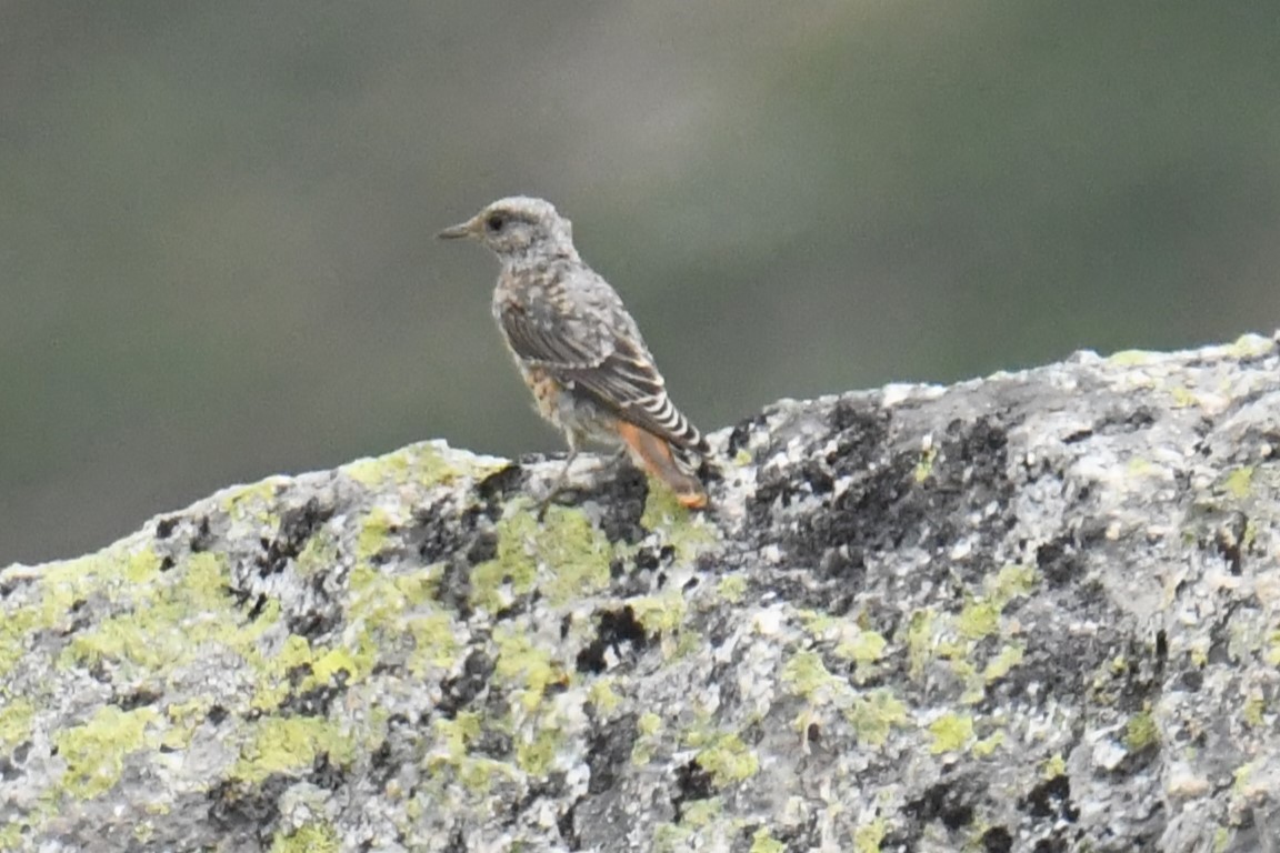 Rufous-tailed Rock-Thrush - Diego García Díaz