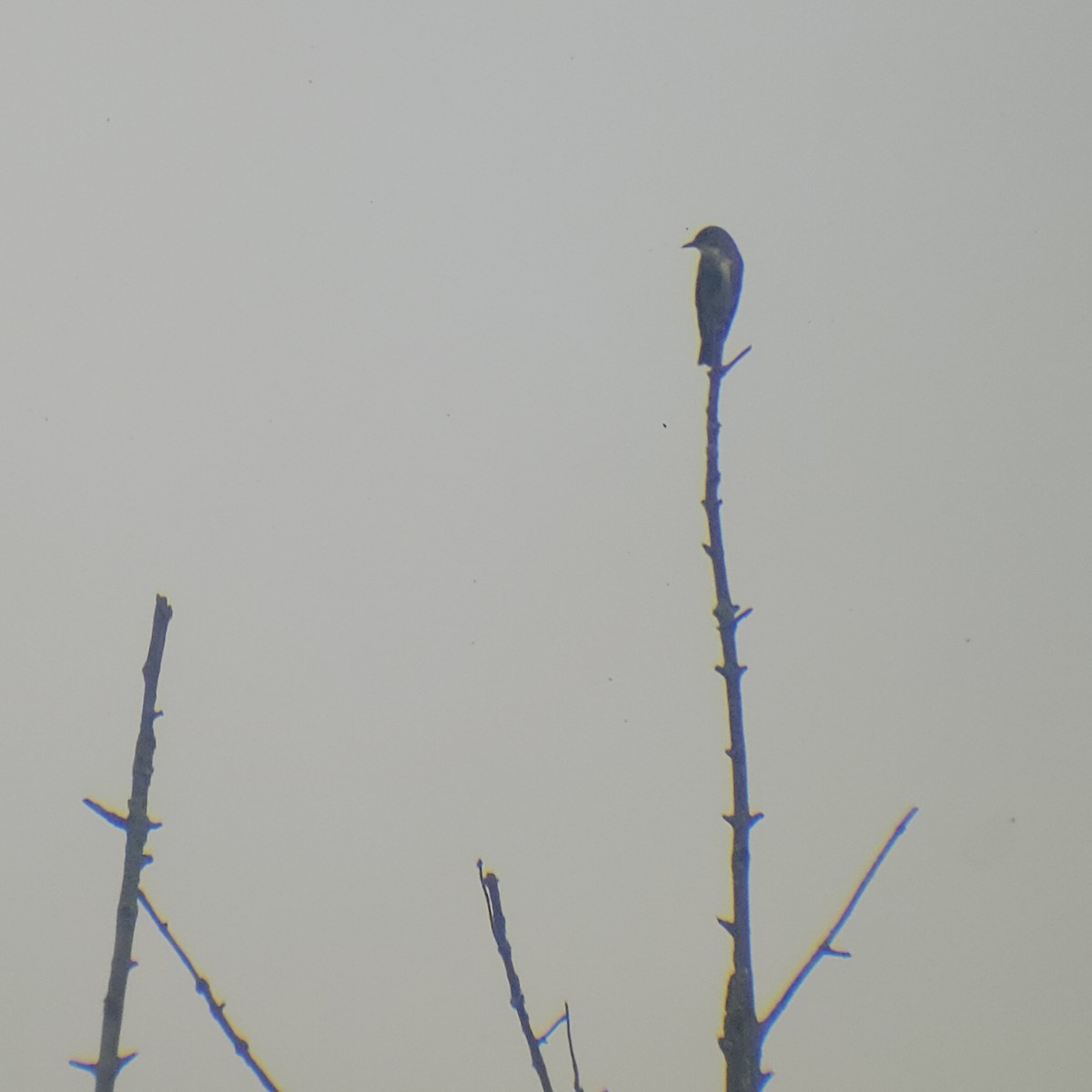 Olive-sided Flycatcher - ML622654464