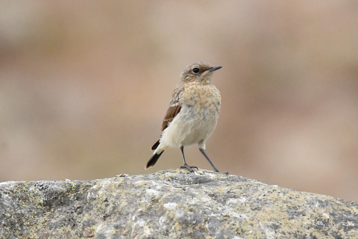 Northern Wheatear - Diego García Díaz