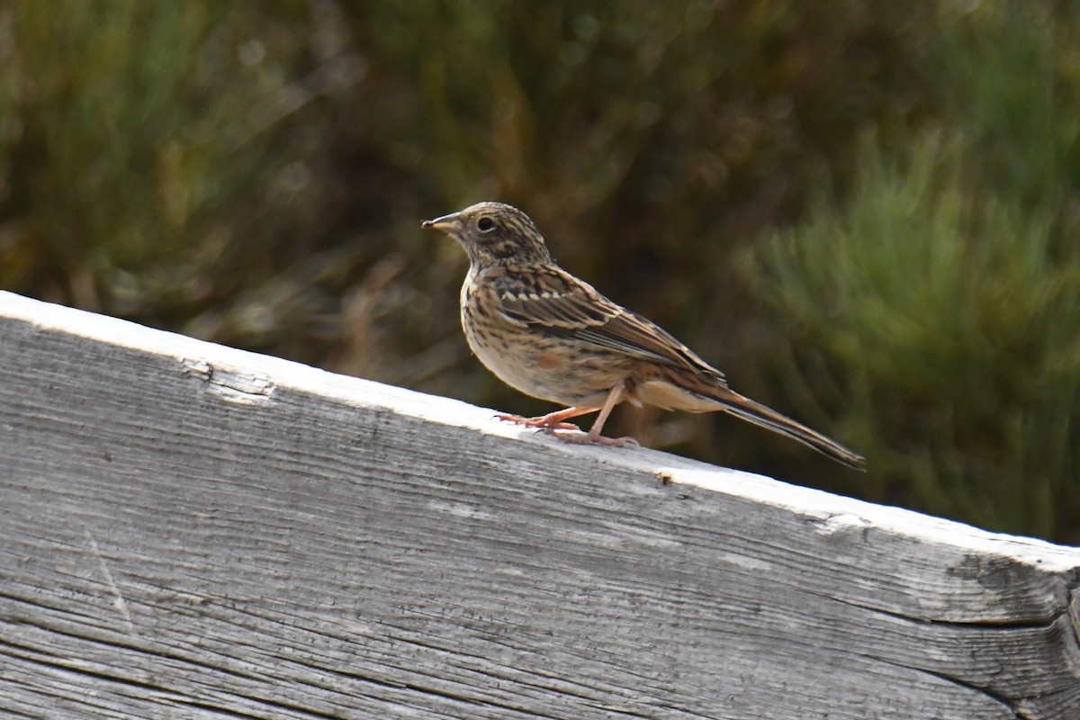 Rock Bunting - Diego García Díaz