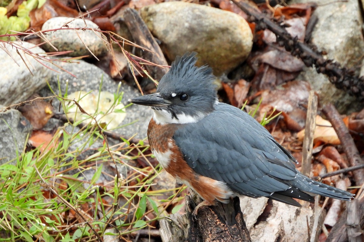 Belted Kingfisher - ML622654592