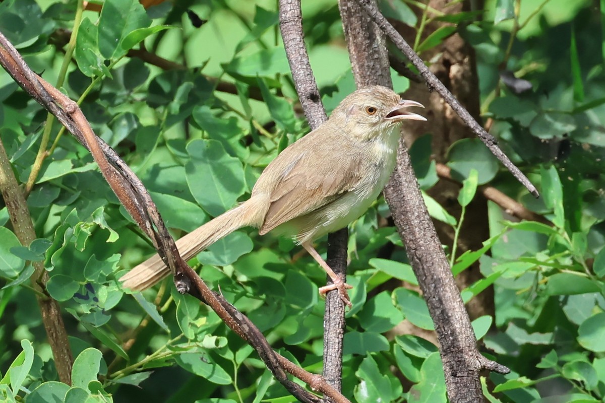 brunprinia - ML622654600