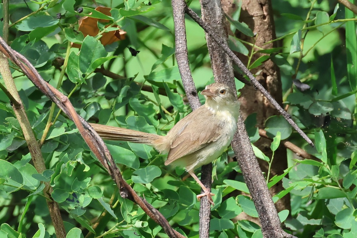 brunprinia - ML622654601