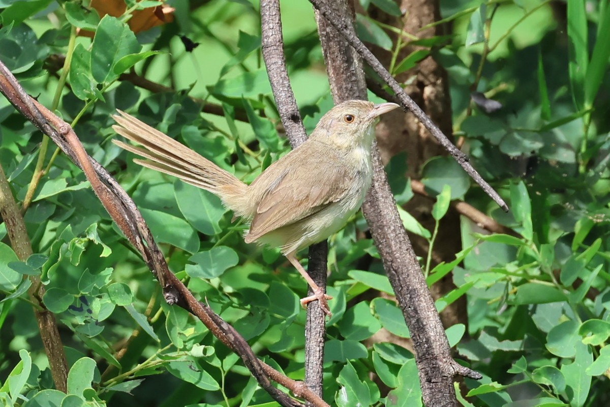 brunprinia - ML622654602