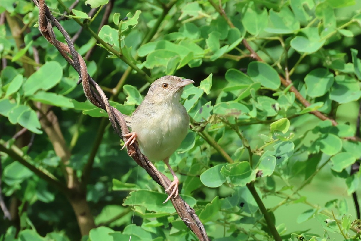 brunprinia - ML622654603