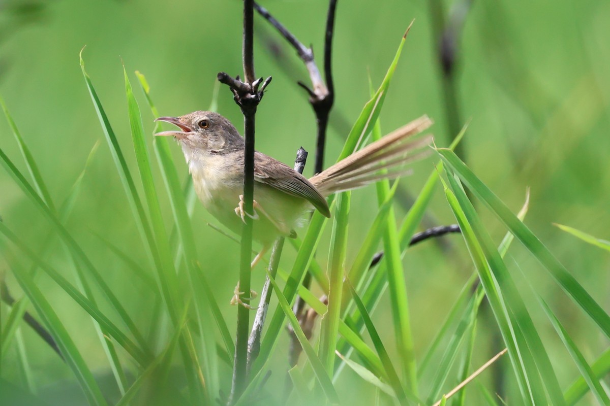 brunprinia - ML622654605