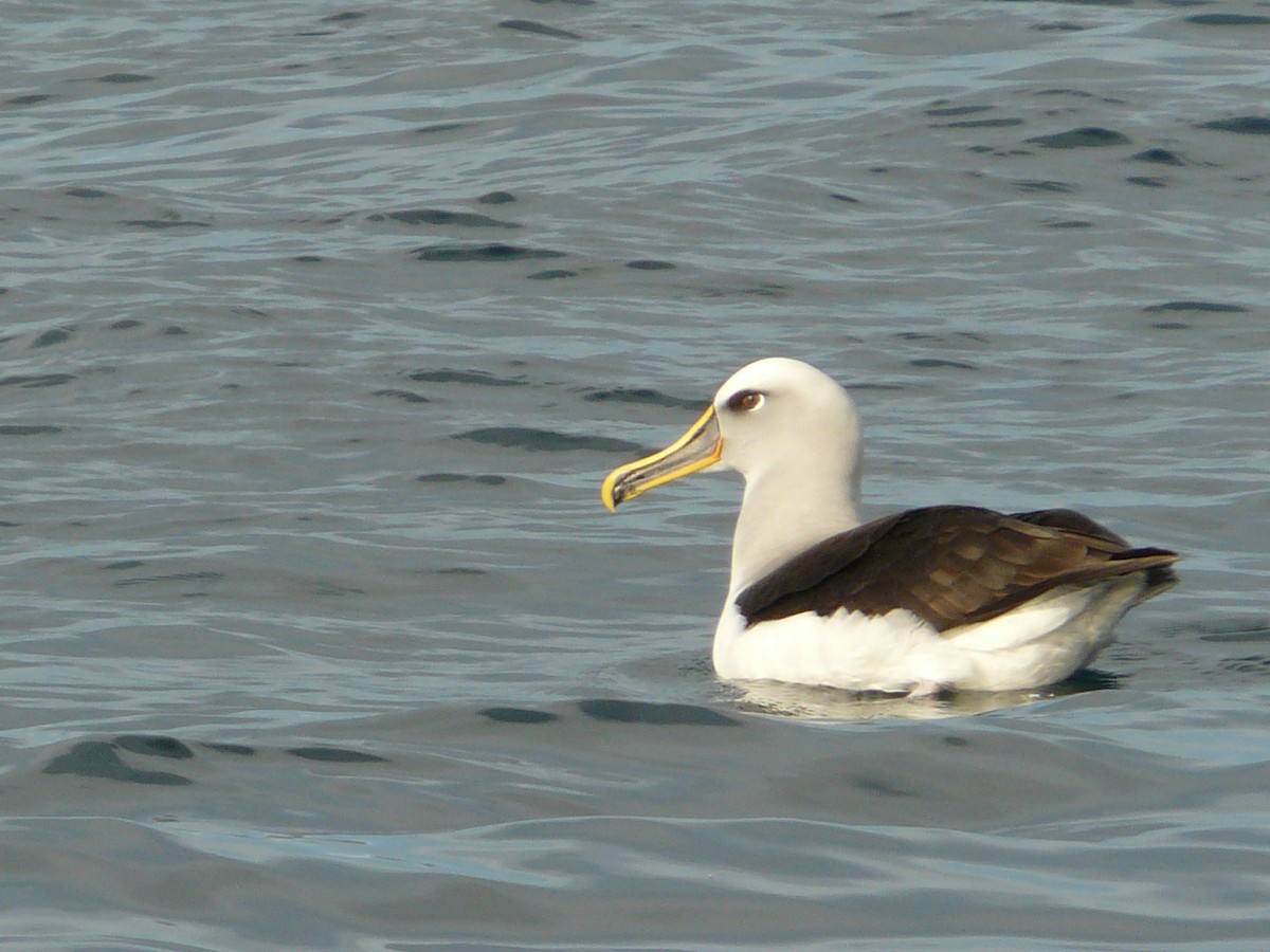 Albatros de Buller - ML622654658