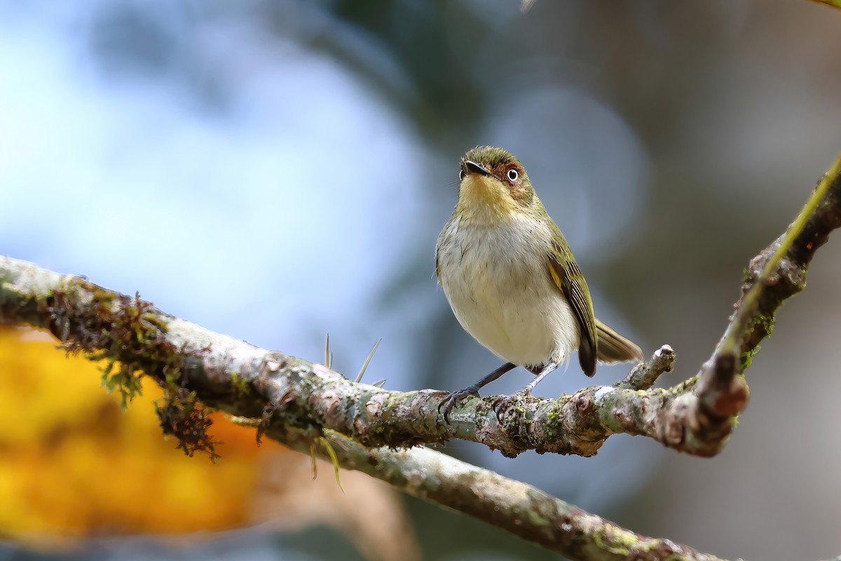 Bay-ringed Tyrannulet - Fabio Landmeier