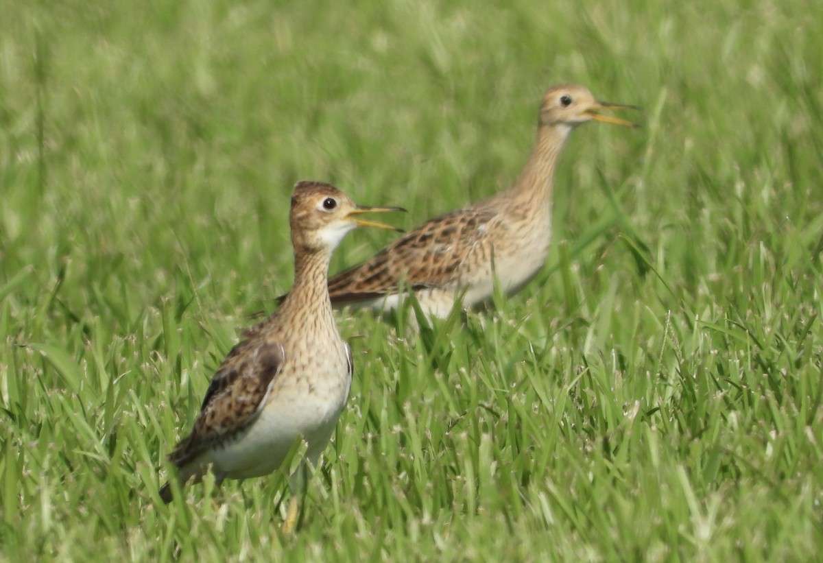 Upland Sandpiper - ML622654726