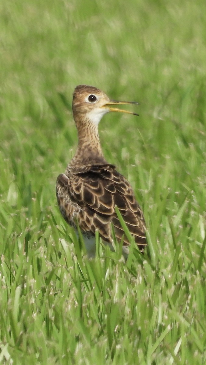 Upland Sandpiper - ML622654753