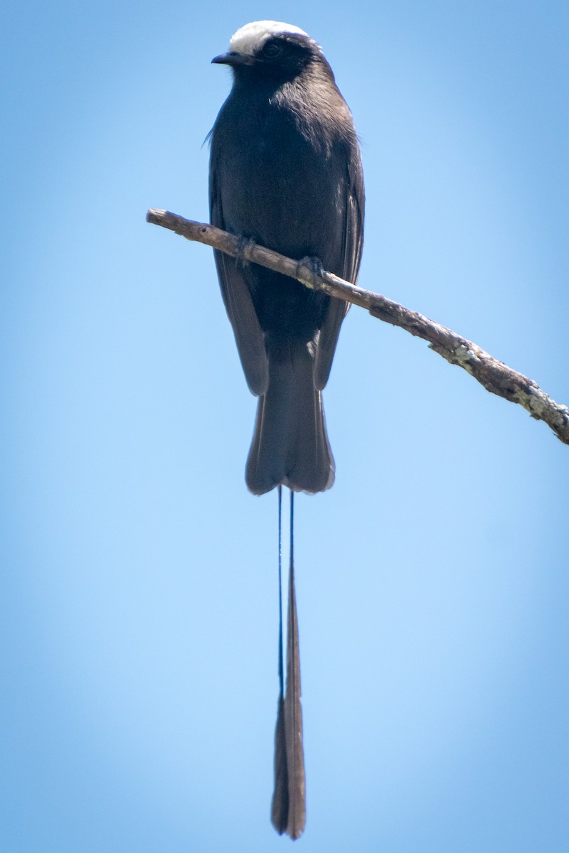 Long-tailed Tyrant - ML622654832