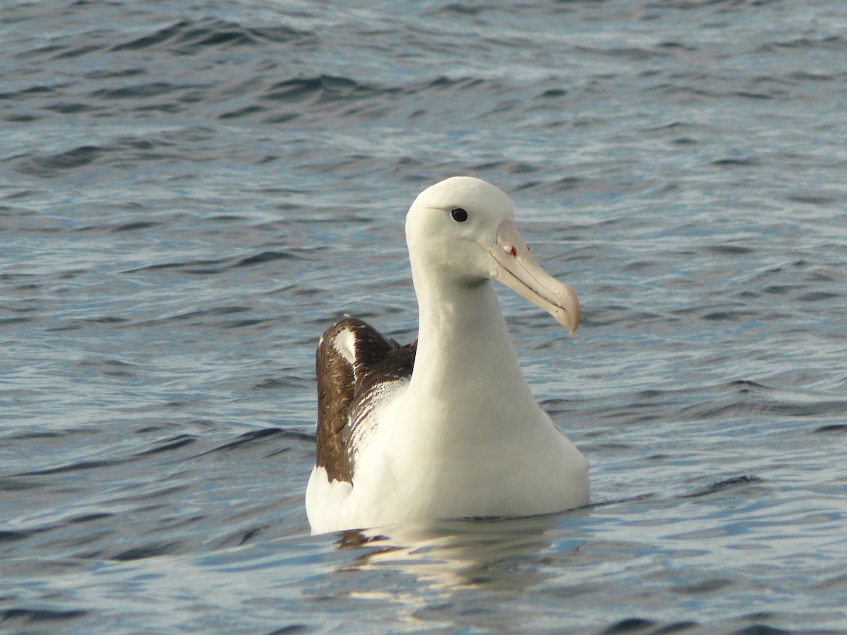 Southern Royal Albatross - Howard Towle