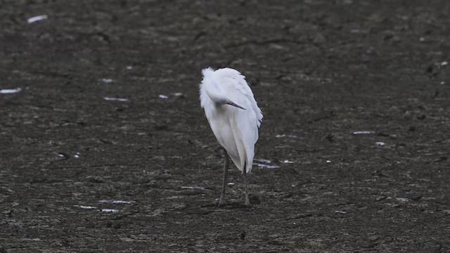 Snowy Egret - ML622654863
