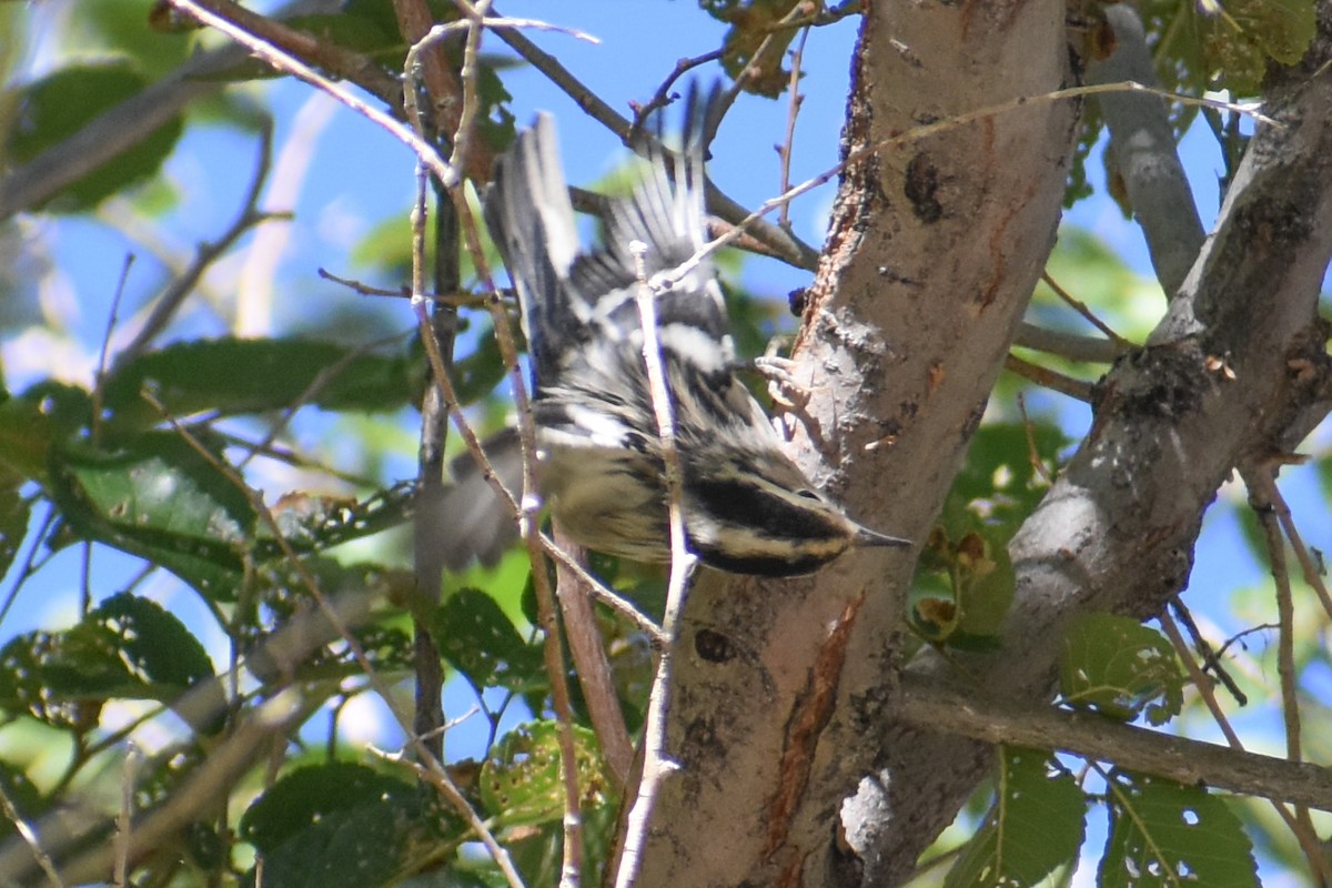 Black-and-white Warbler - ML622654935