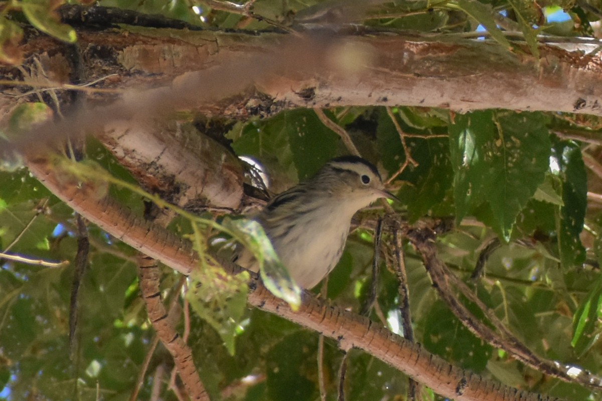 Black-and-white Warbler - ML622654936