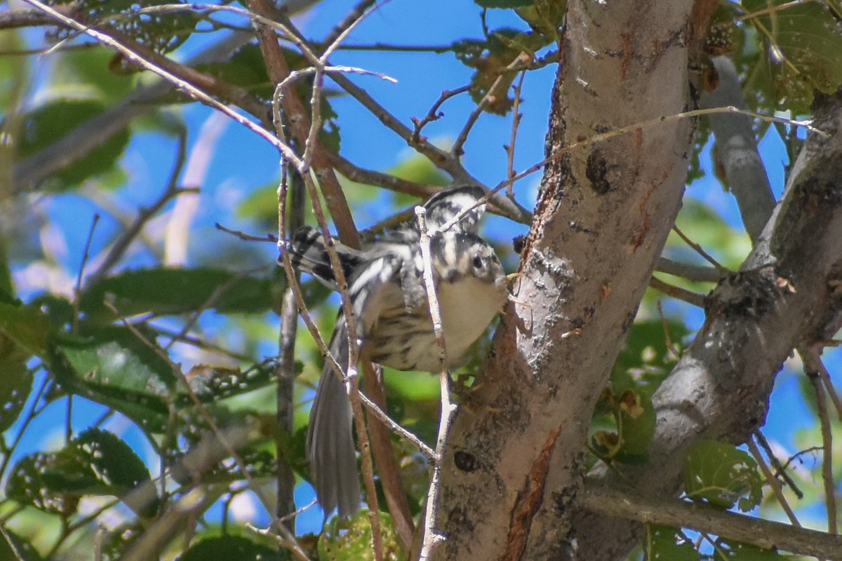 Black-and-white Warbler - ML622654938