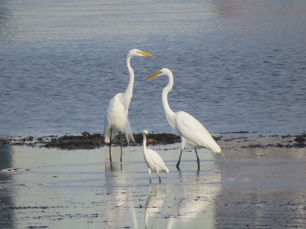 Great Egret - ML62265501