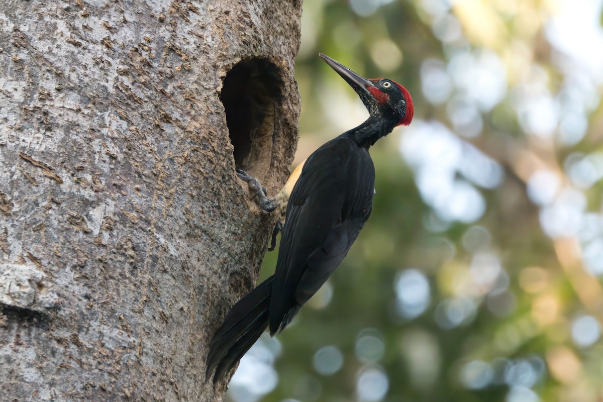 White-bellied Woodpecker - Joseph Smith