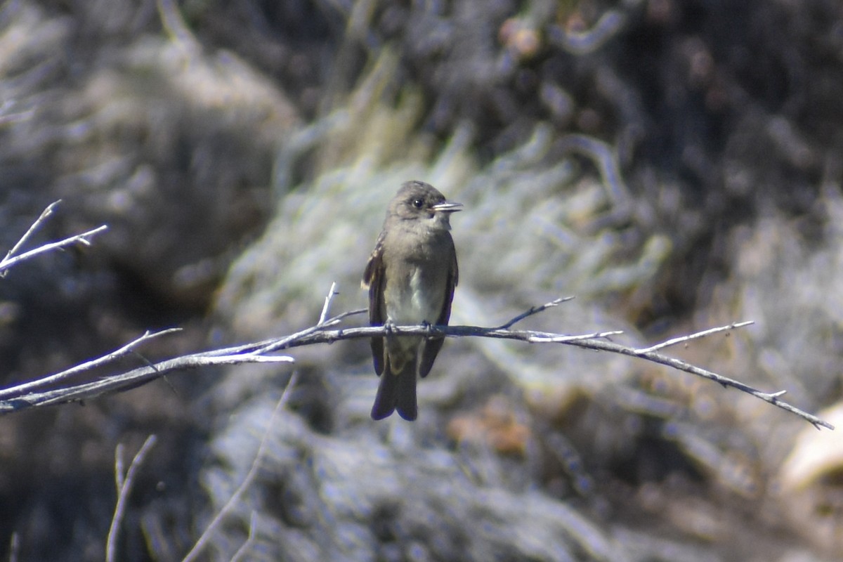 Western Wood-Pewee - ML622655086