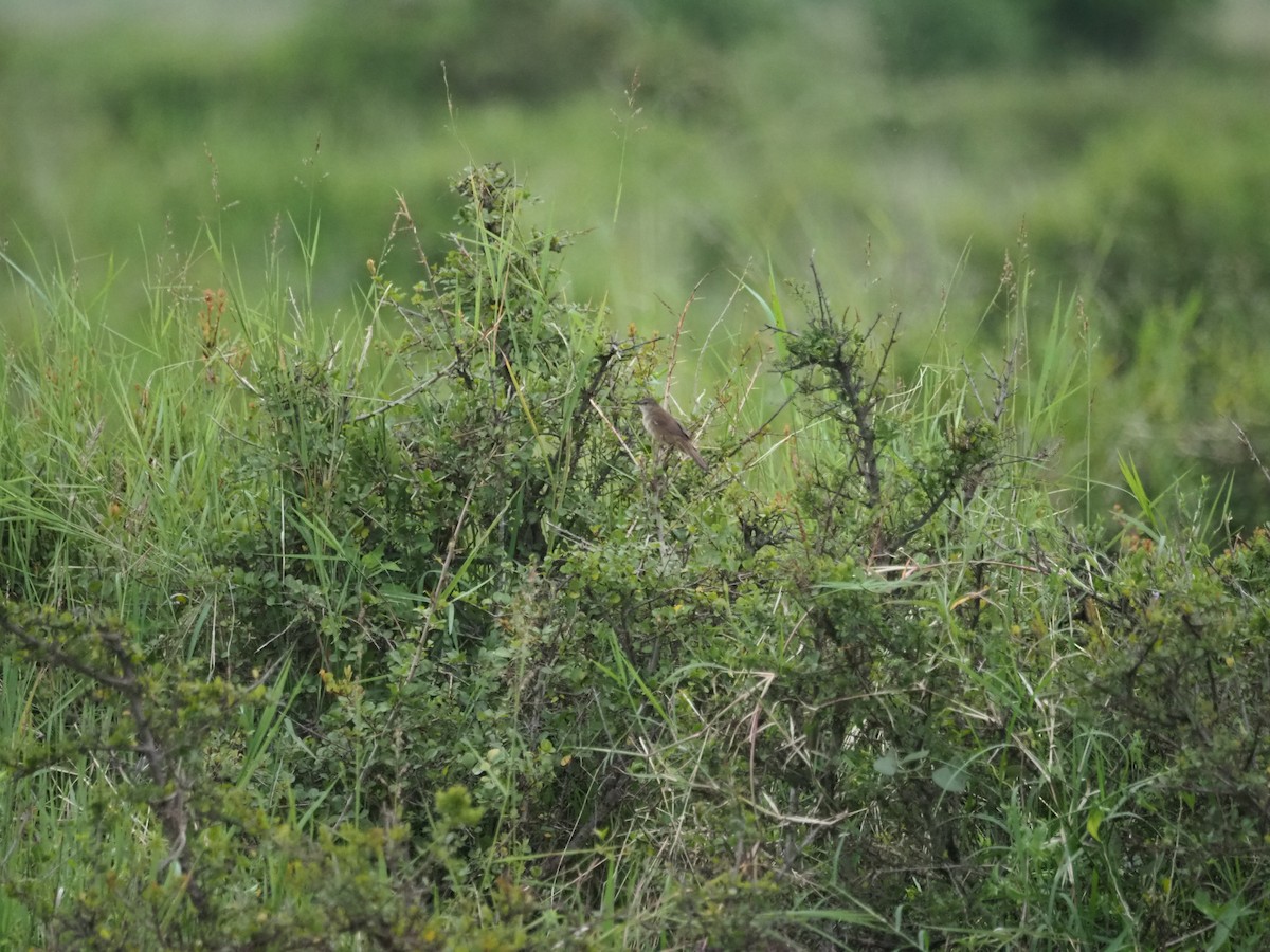 Highland Rush Warbler - Adrian Hinkle