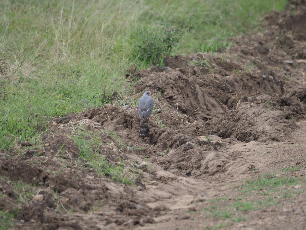 Ovambo Sparrowhawk - ML622655135