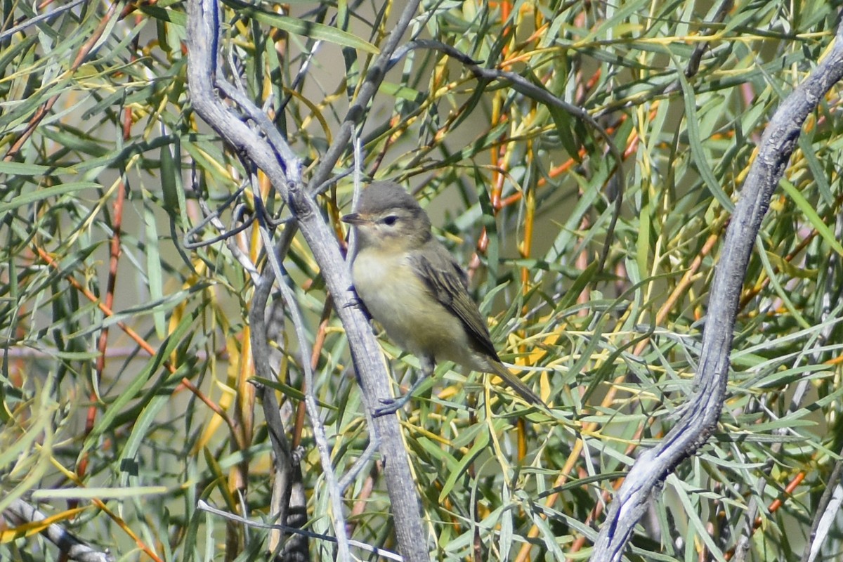 Warbling Vireo - ML622655170