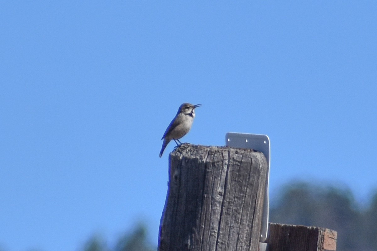 Rock Wren - ML622655210